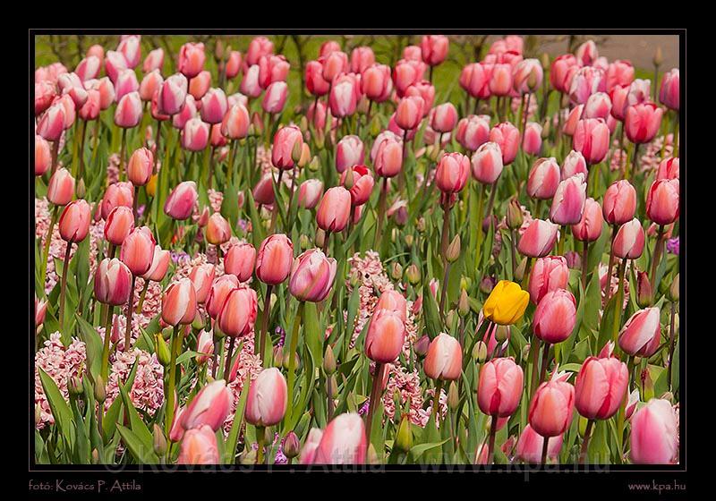 Keukenhof Hollandia 040.jpg